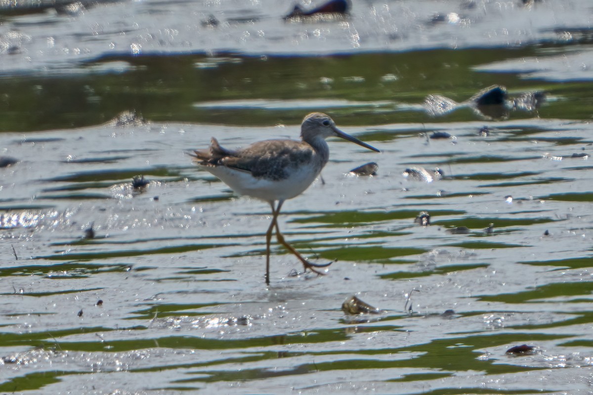 Greater Yellowlegs - ML608657133