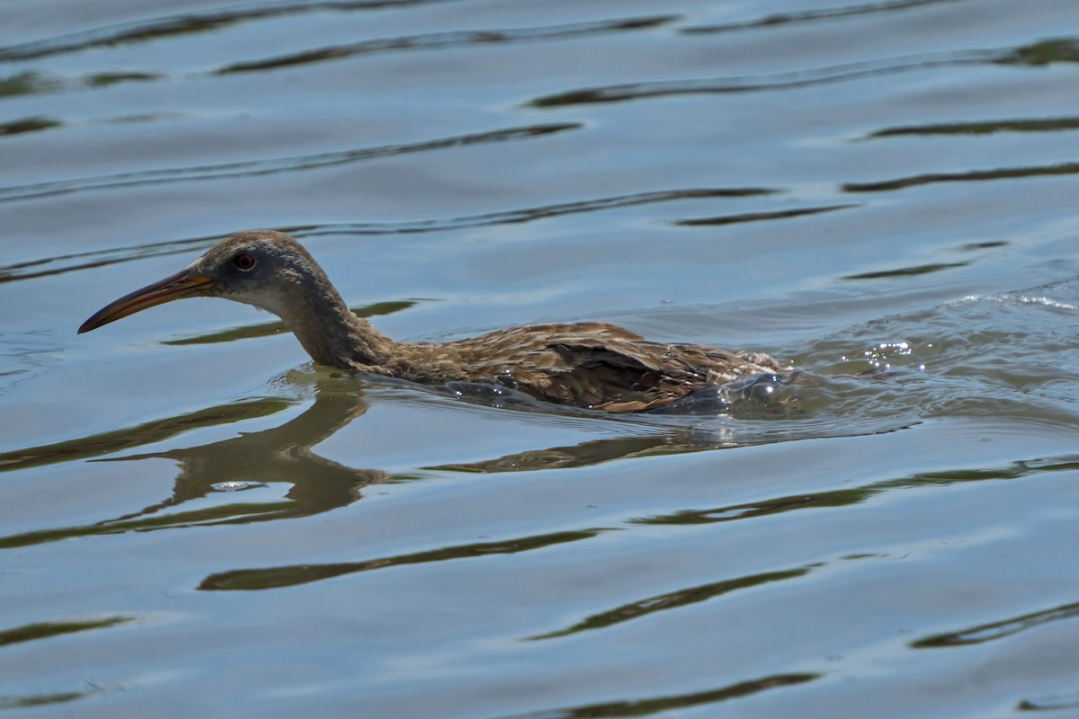 Clapper Rail - ML608657173