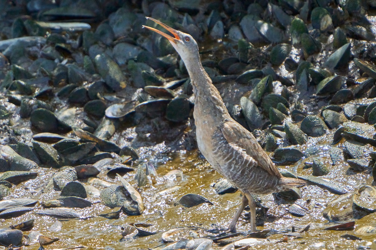 Clapper Rail - ML608657174