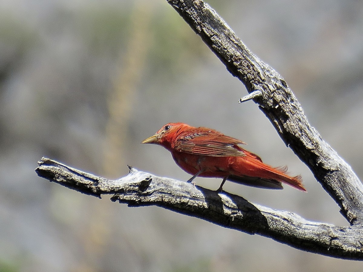 Summer Tanager - ML608657361