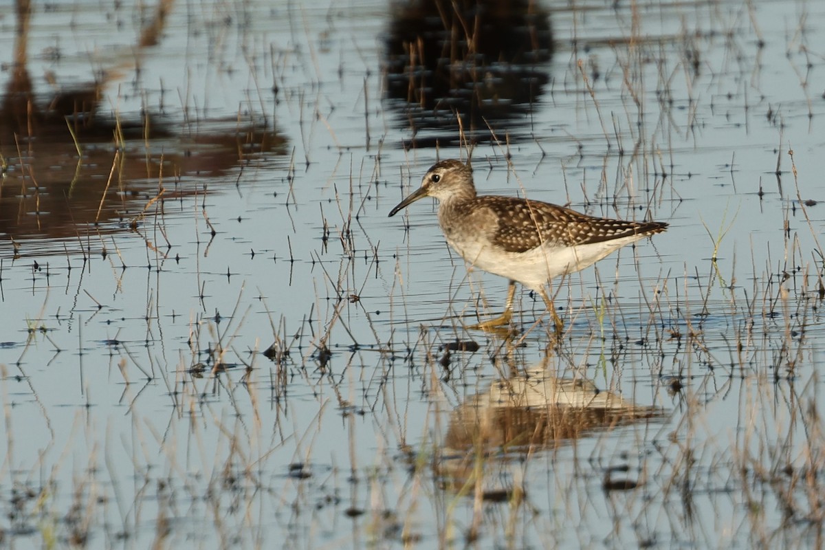 Wood Sandpiper - Tiago Guerreiro