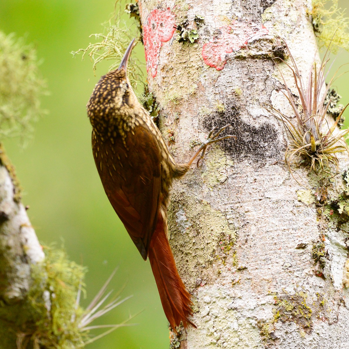 Lesser Woodcreeper - ML608657372