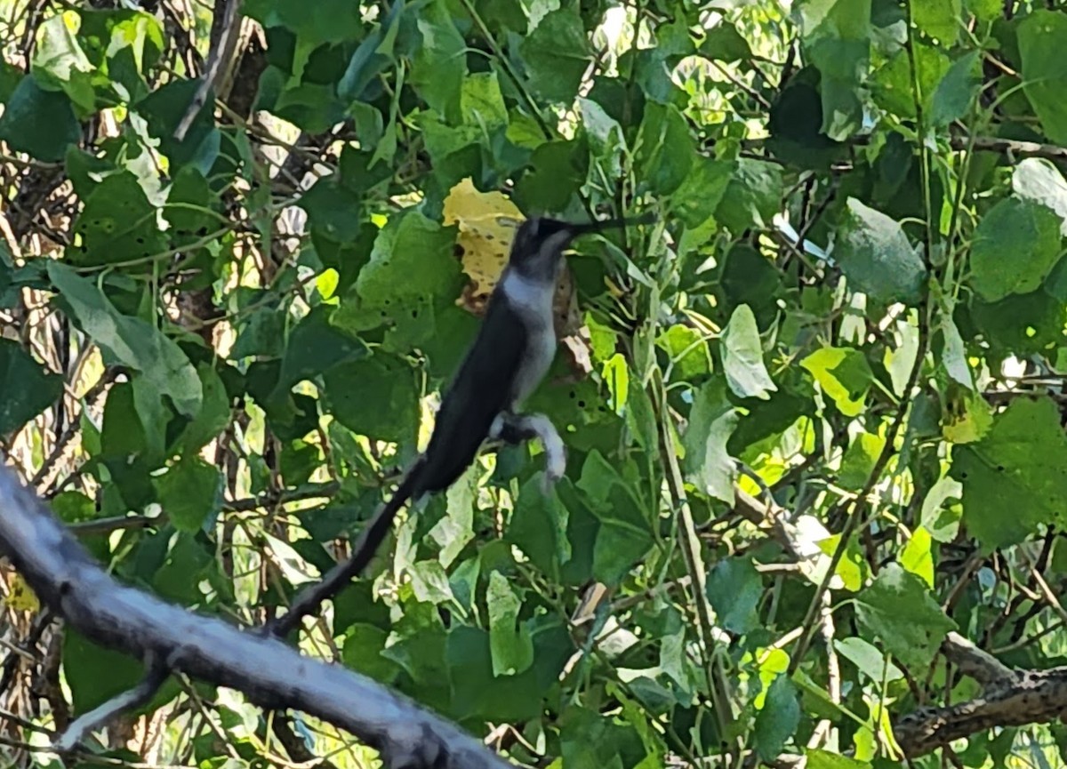 Black-chinned Hummingbird - ML608657468