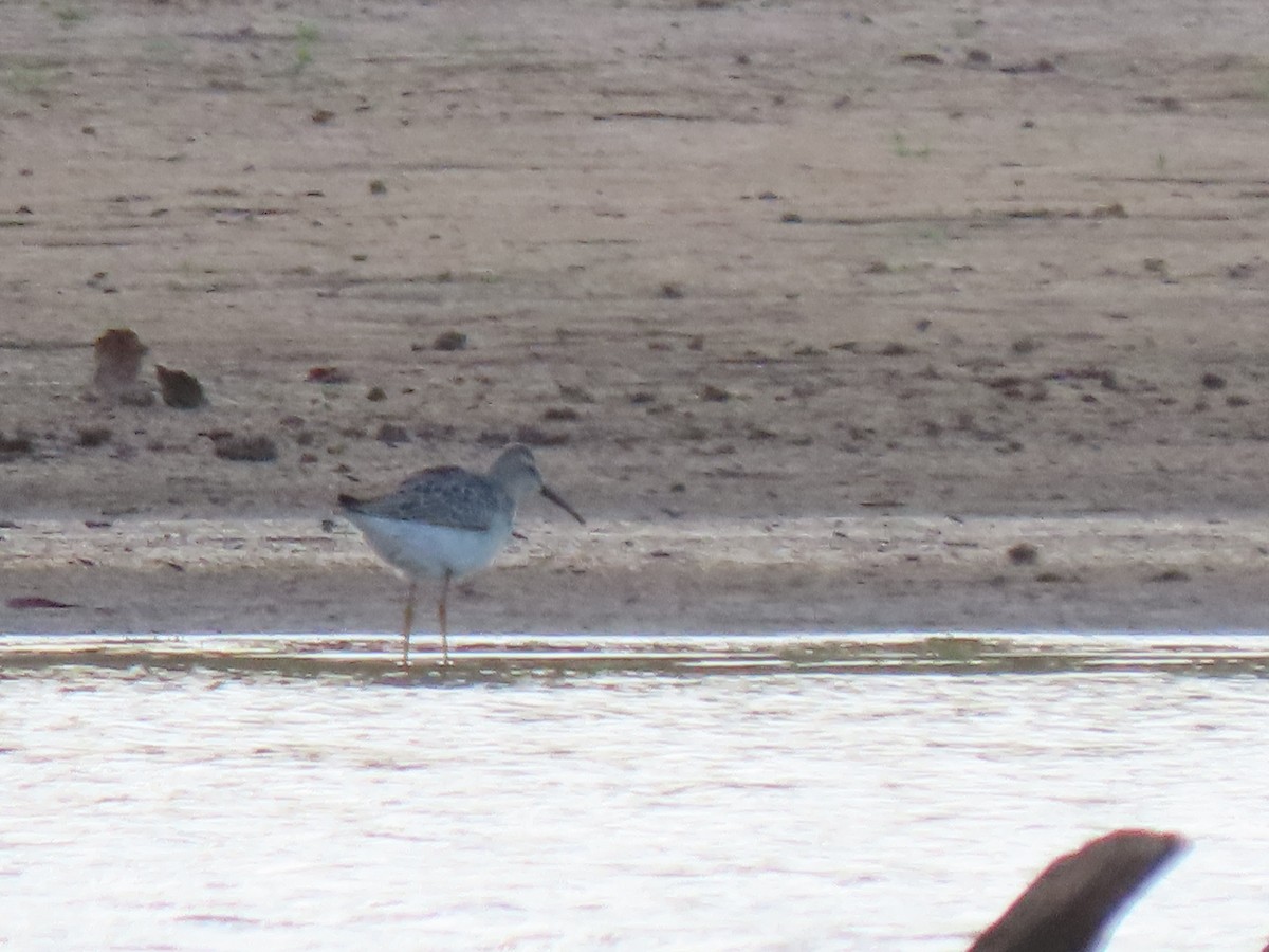 Stilt Sandpiper - ML608657501