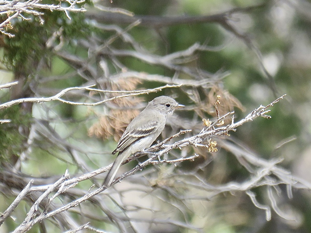 Gray Flycatcher - ML608657503