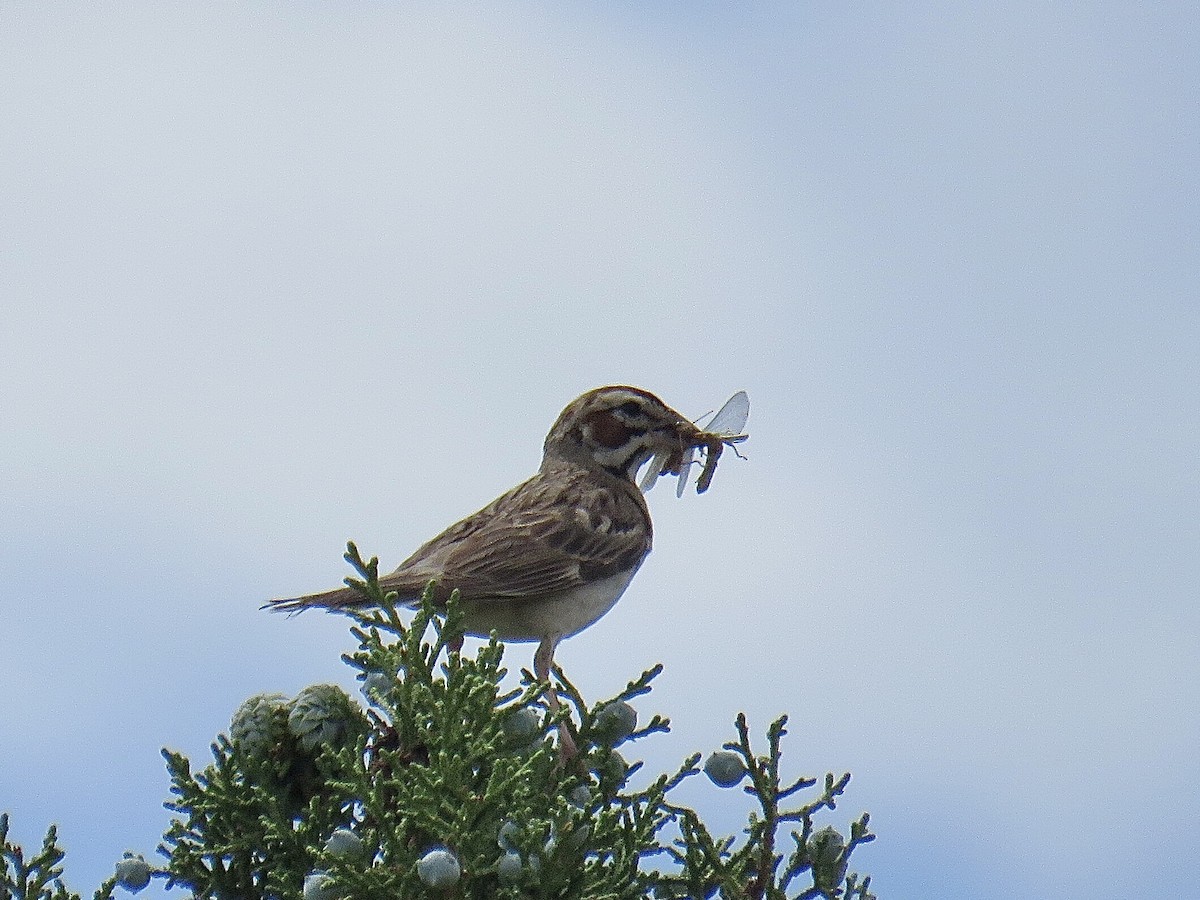 Lark Sparrow - ML608657518