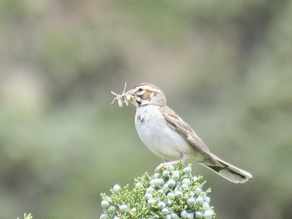 Lark Sparrow - ML608657519