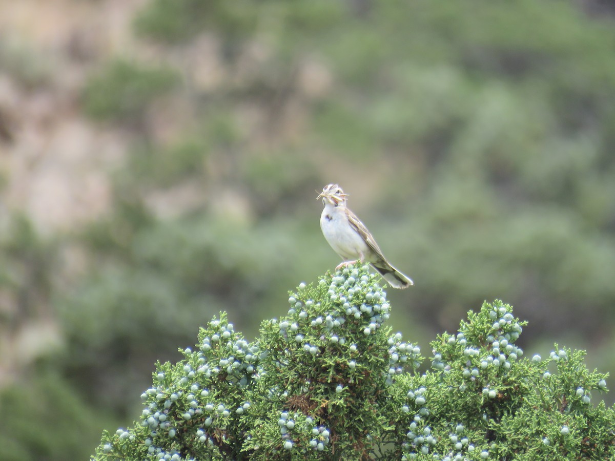 Lark Sparrow - ML608657520