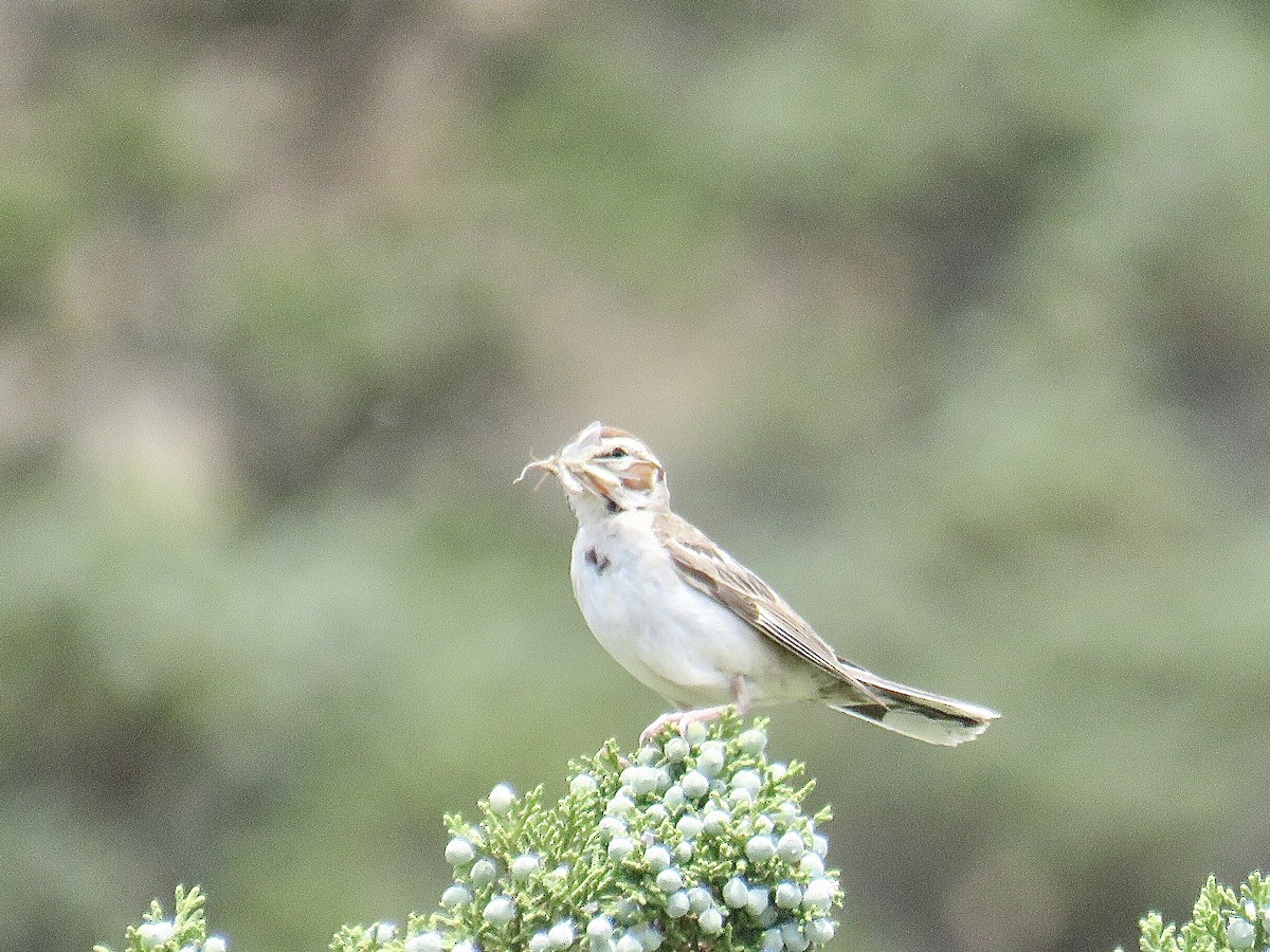 Lark Sparrow - ML608657521