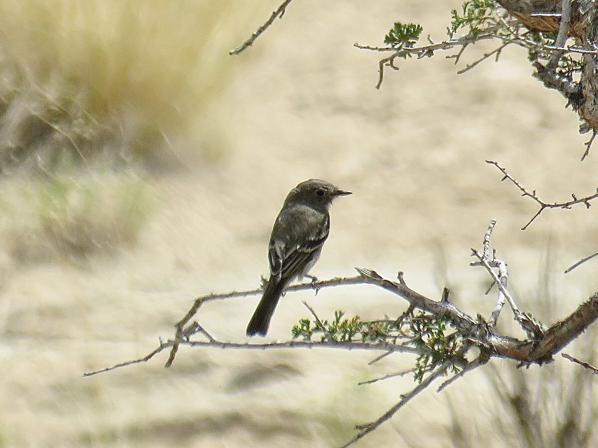 Gray Flycatcher - ML608657529