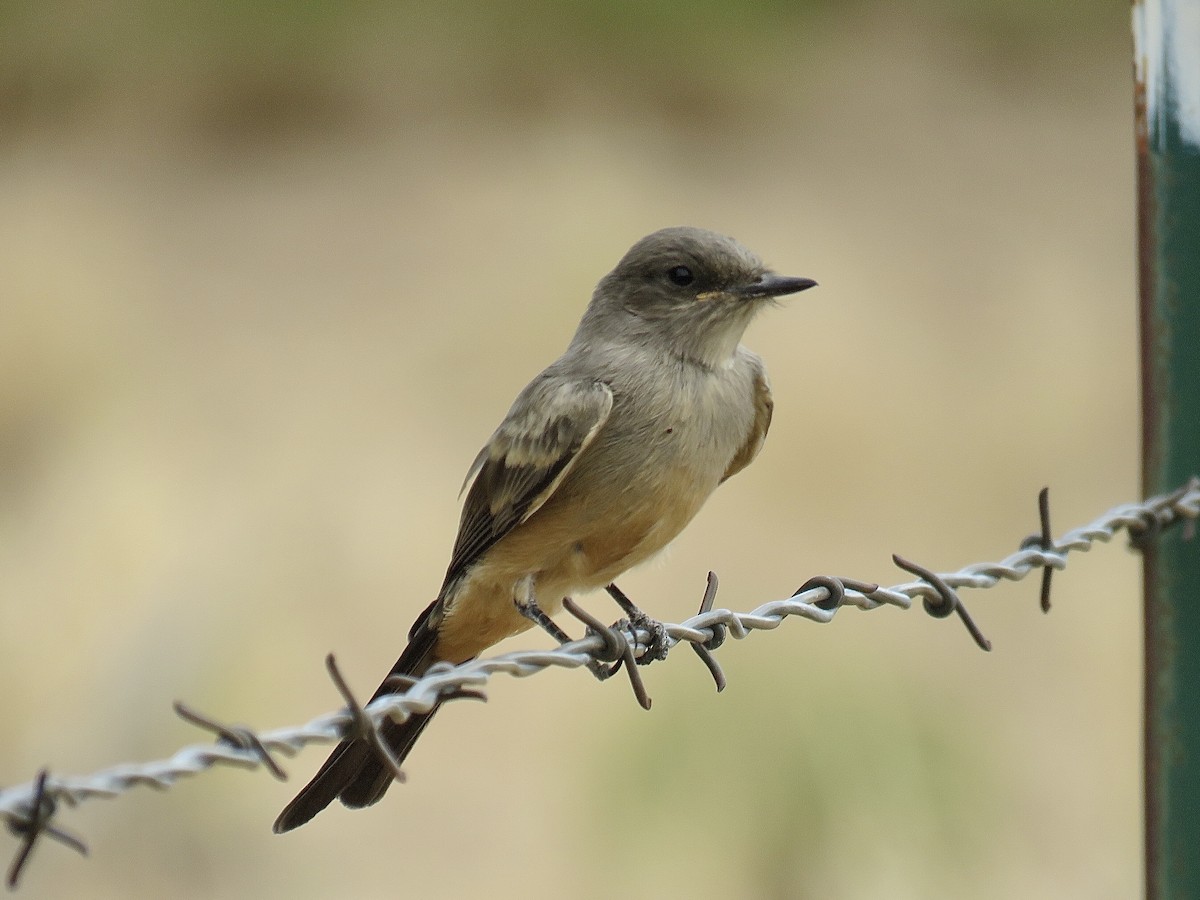 Say's Phoebe - ML608657535