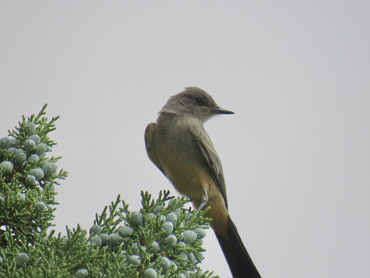Say's Phoebe - ML608657537