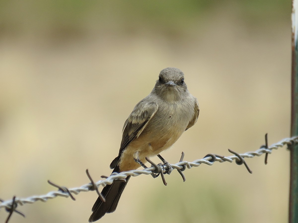 Say's Phoebe - ML608657538