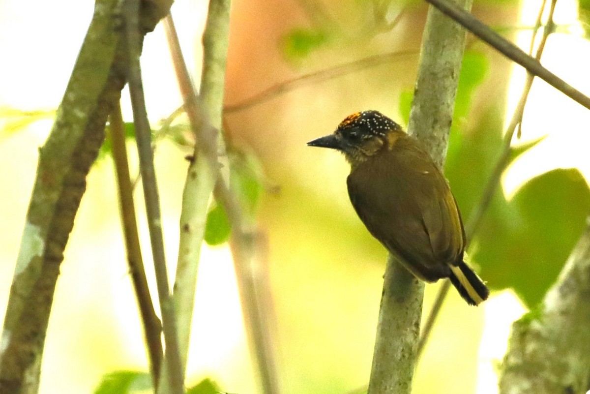 Olivaceous Piculet - ML608657618