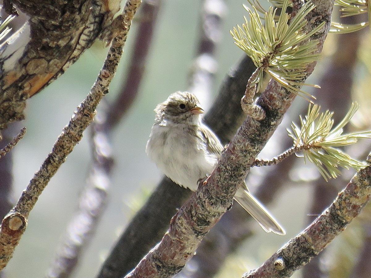 Brewer's Sparrow - ML608657628