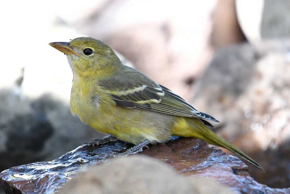 Western Tanager - ML608657839