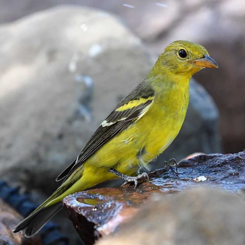 Western Tanager - ML608657851