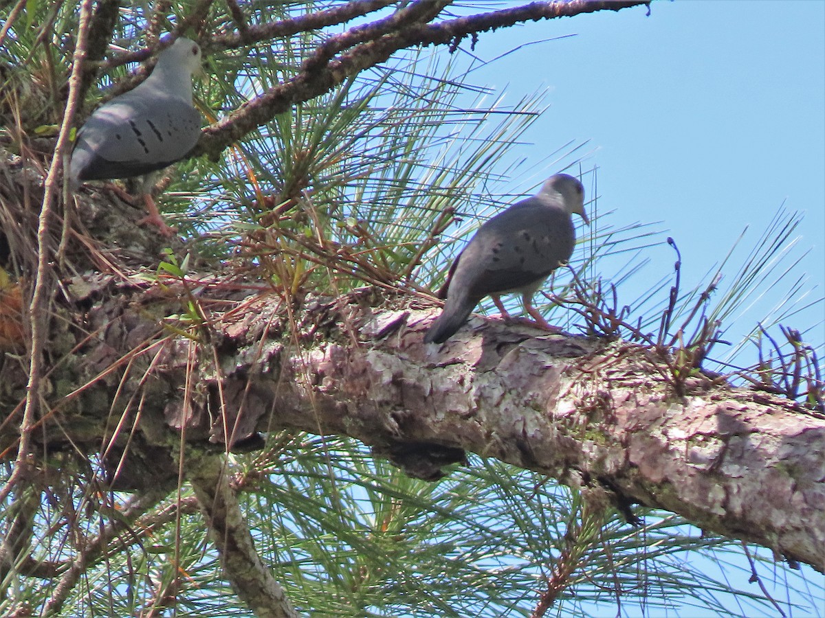 Blue Ground Dove - ML608657873