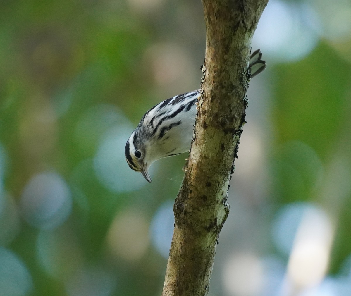 Black-and-white Warbler - ML608657876