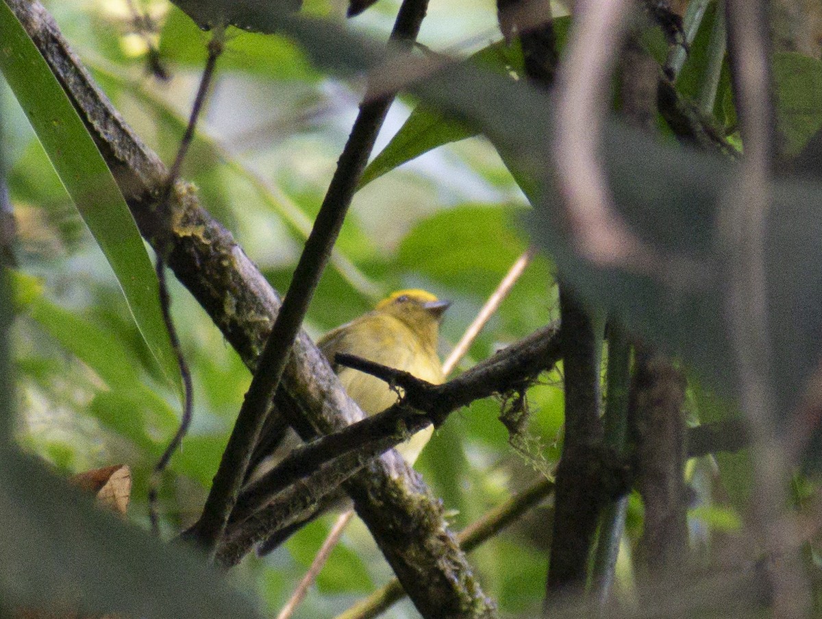 Yellow-headed Manakin - ML608657882