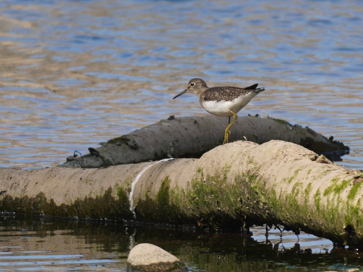 Solitary Sandpiper - ML608657888