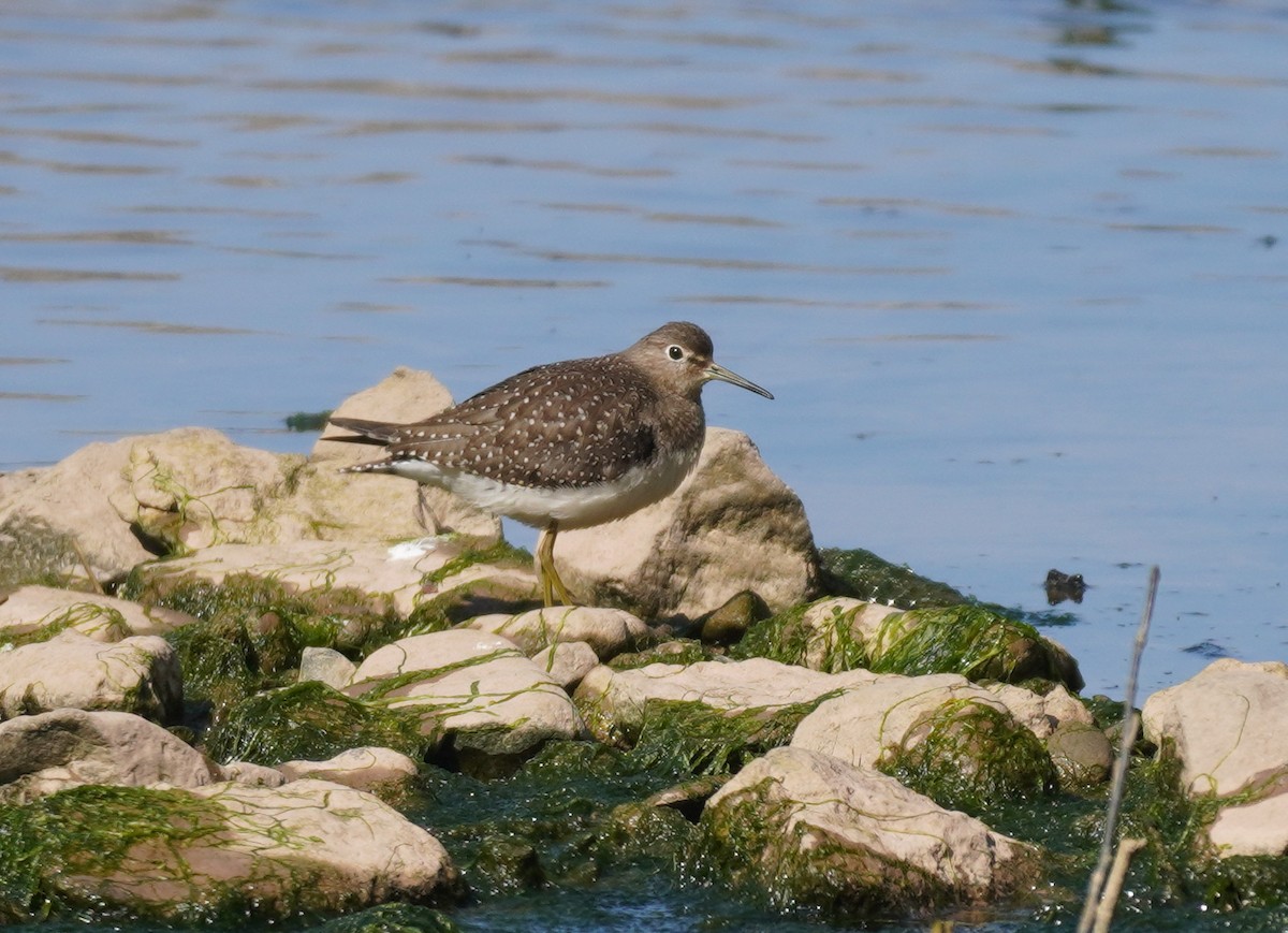 Solitary Sandpiper - ML608657889