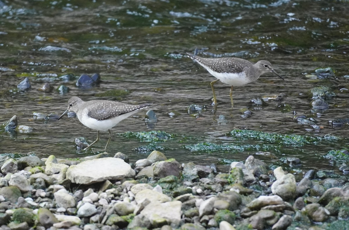 Solitary Sandpiper - ML608657892