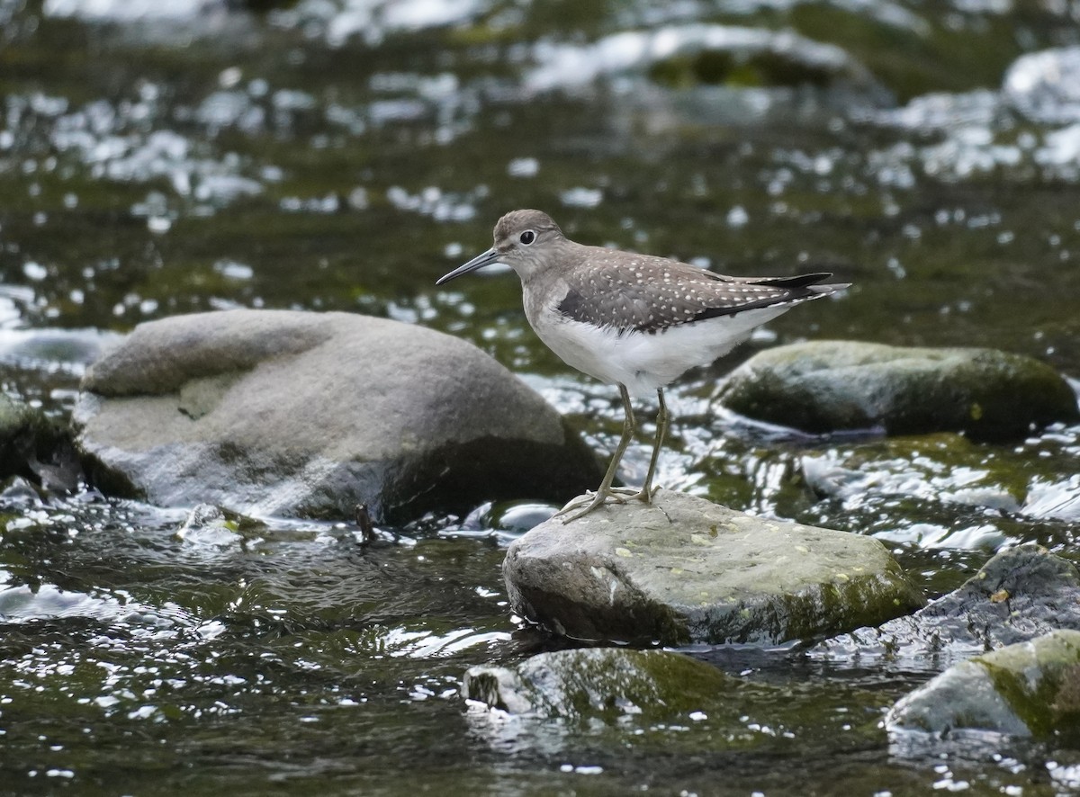 Solitary Sandpiper - Sarah Foote