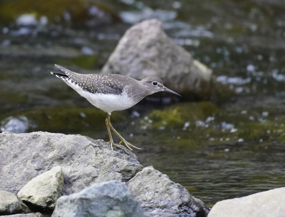 Solitary Sandpiper - ML608657900