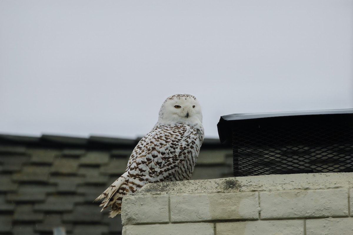 Snowy Owl - ML608658003