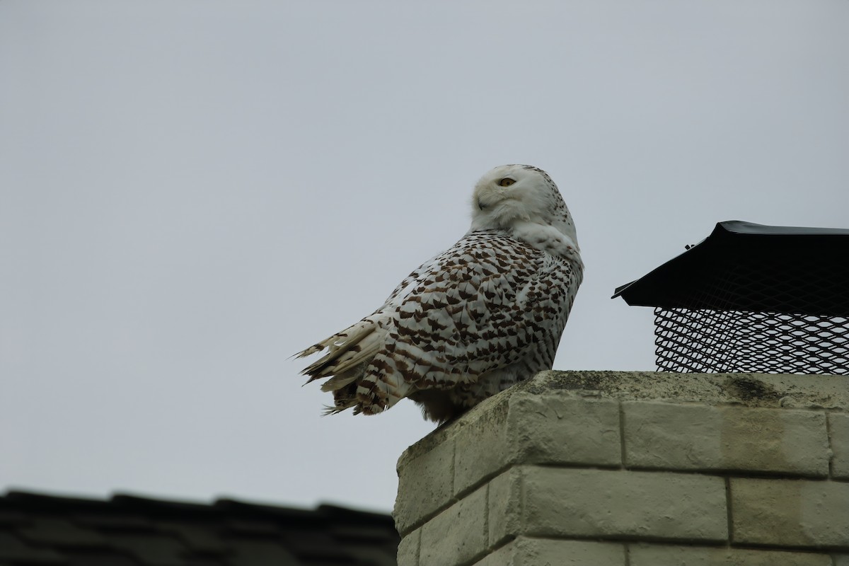 Snowy Owl - Adrian Vilca