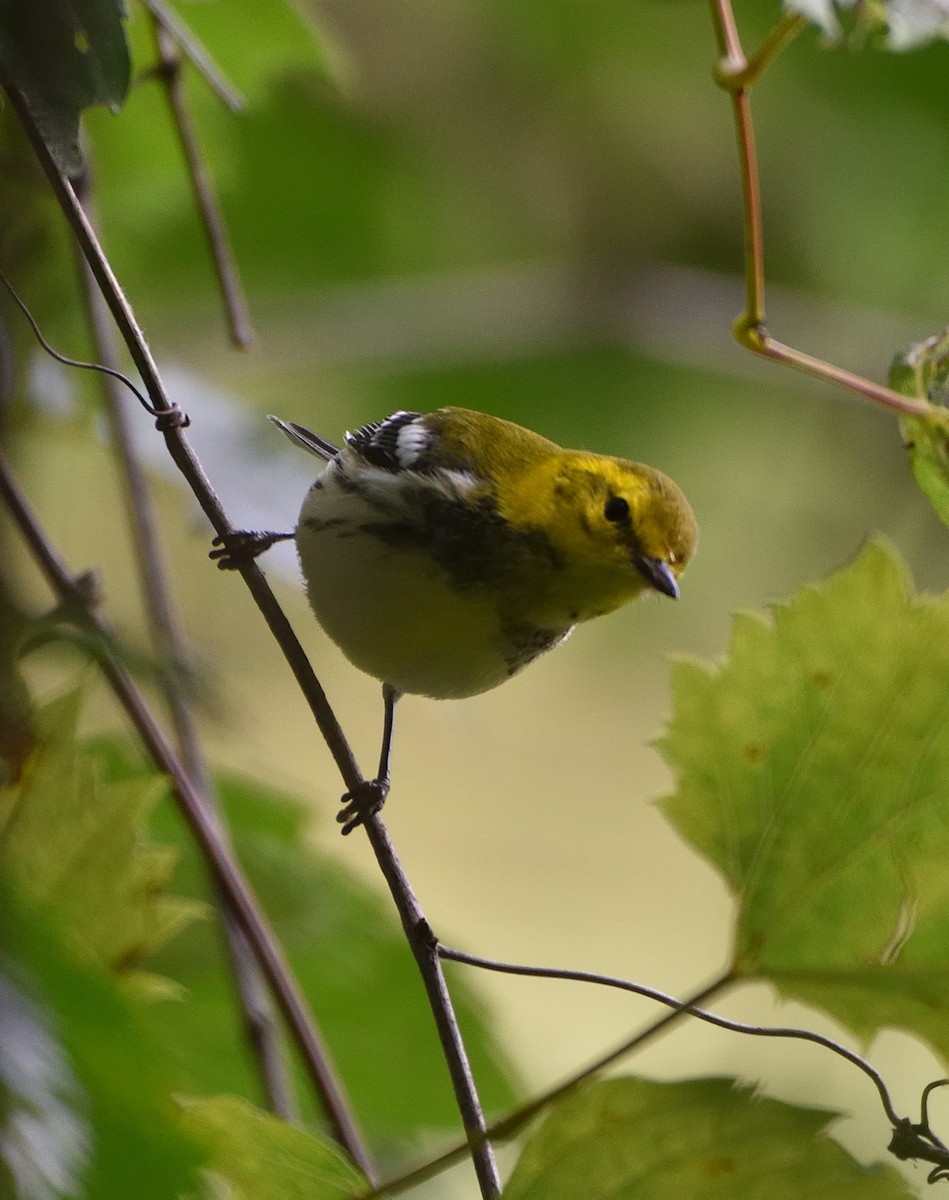 Black-throated Green Warbler - William Vest