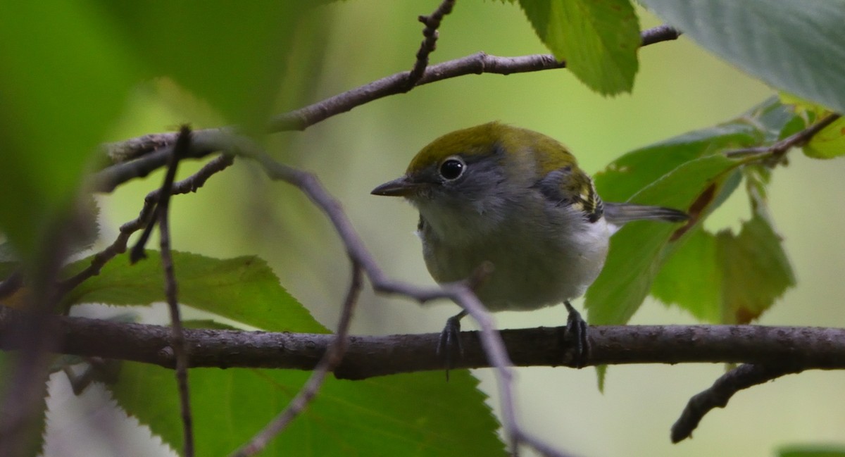 Chestnut-sided Warbler - ML608658183