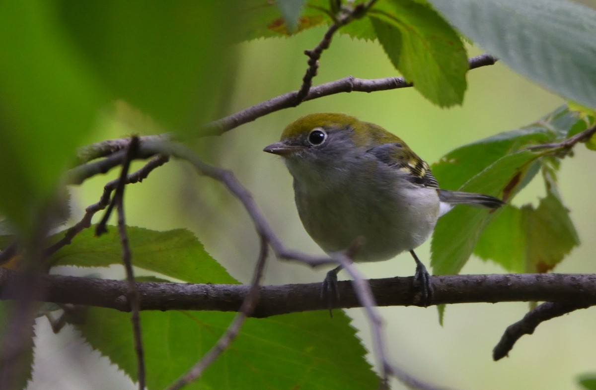 Chestnut-sided Warbler - ML608658184