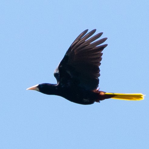 Crested Oropendola - ML608658224