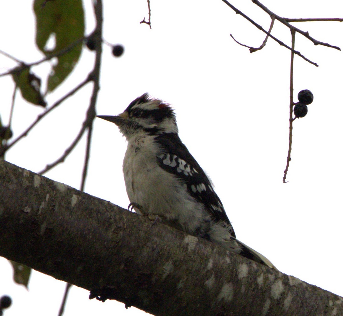 Downy Woodpecker (Eastern) - David Nicosia