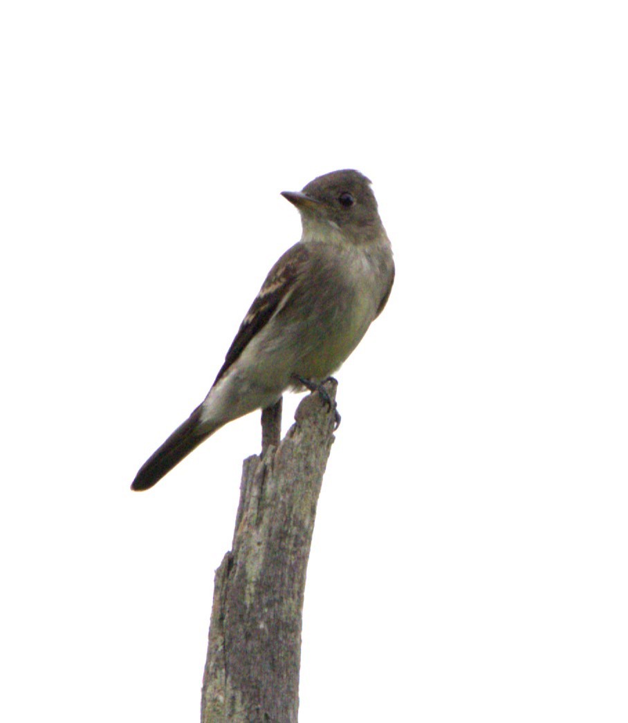 Eastern Wood-Pewee - ML608658288