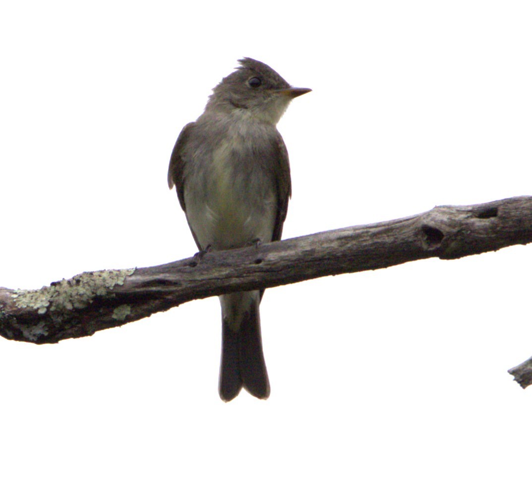 Eastern Wood-Pewee - ML608658292