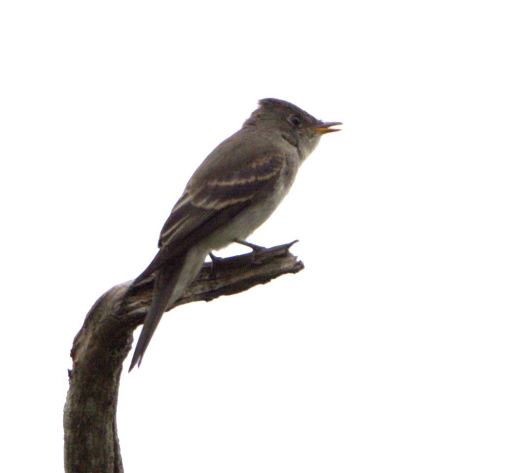 Eastern Wood-Pewee - David Nicosia