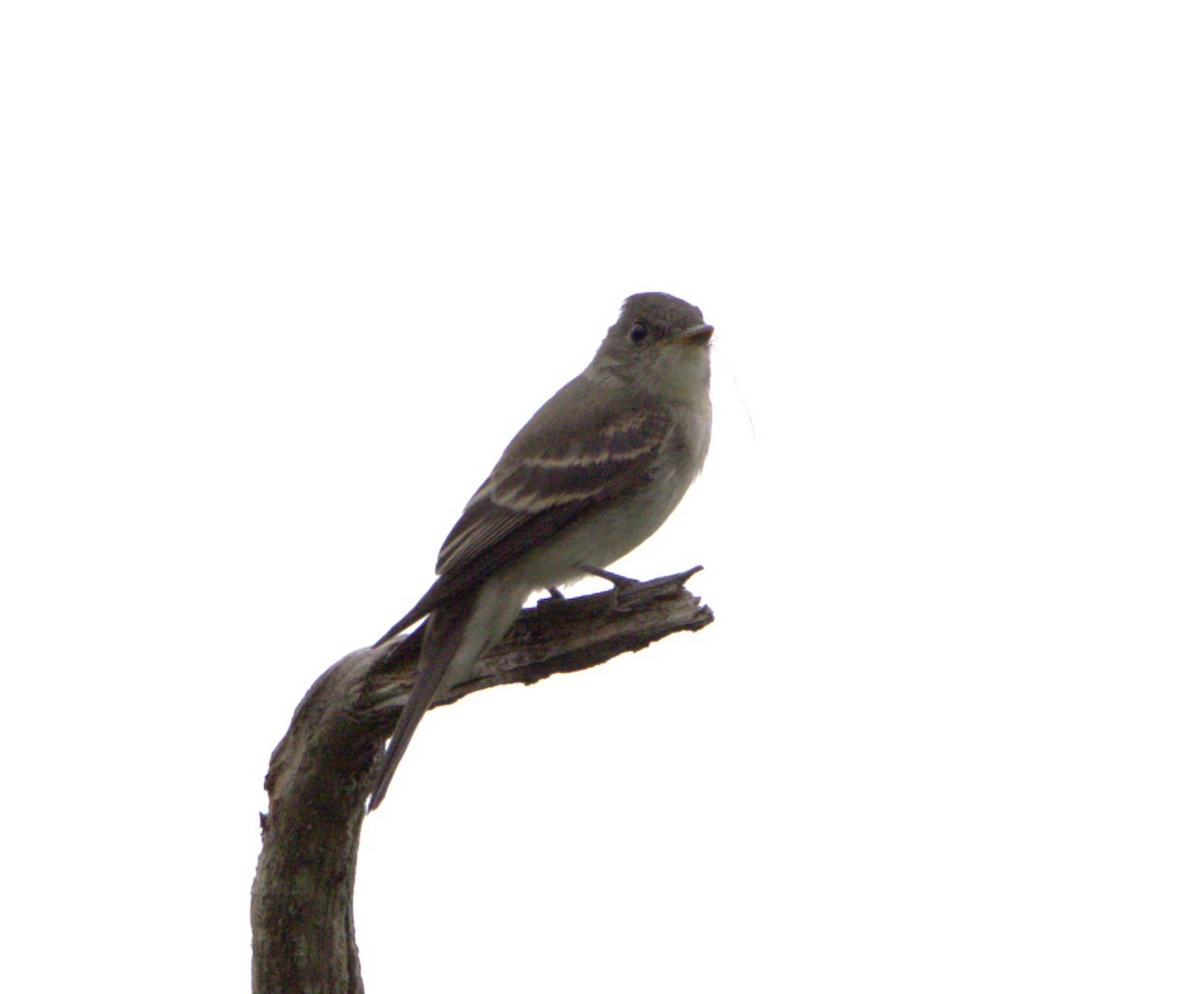 Eastern Wood-Pewee - ML608658294