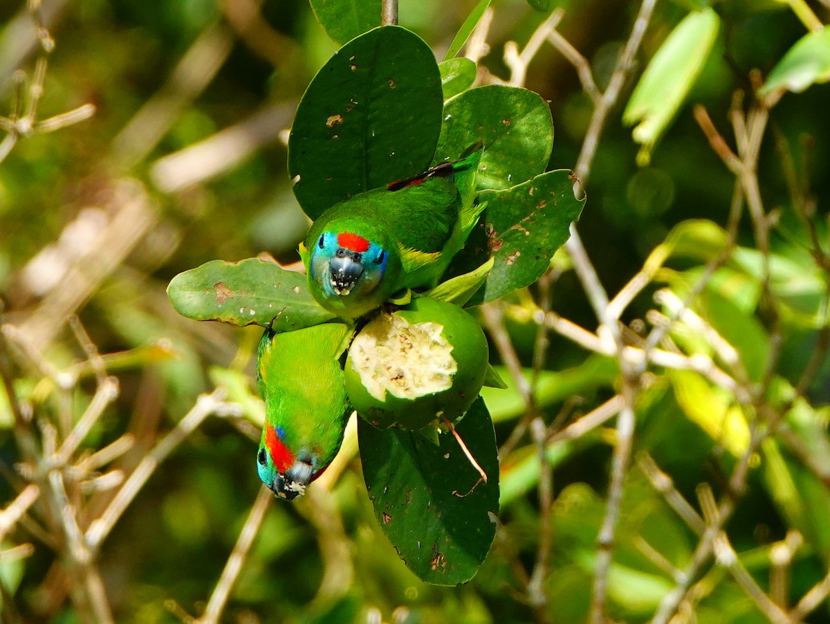 Double-eyed Fig-Parrot (Double-eyed) - ML608658311