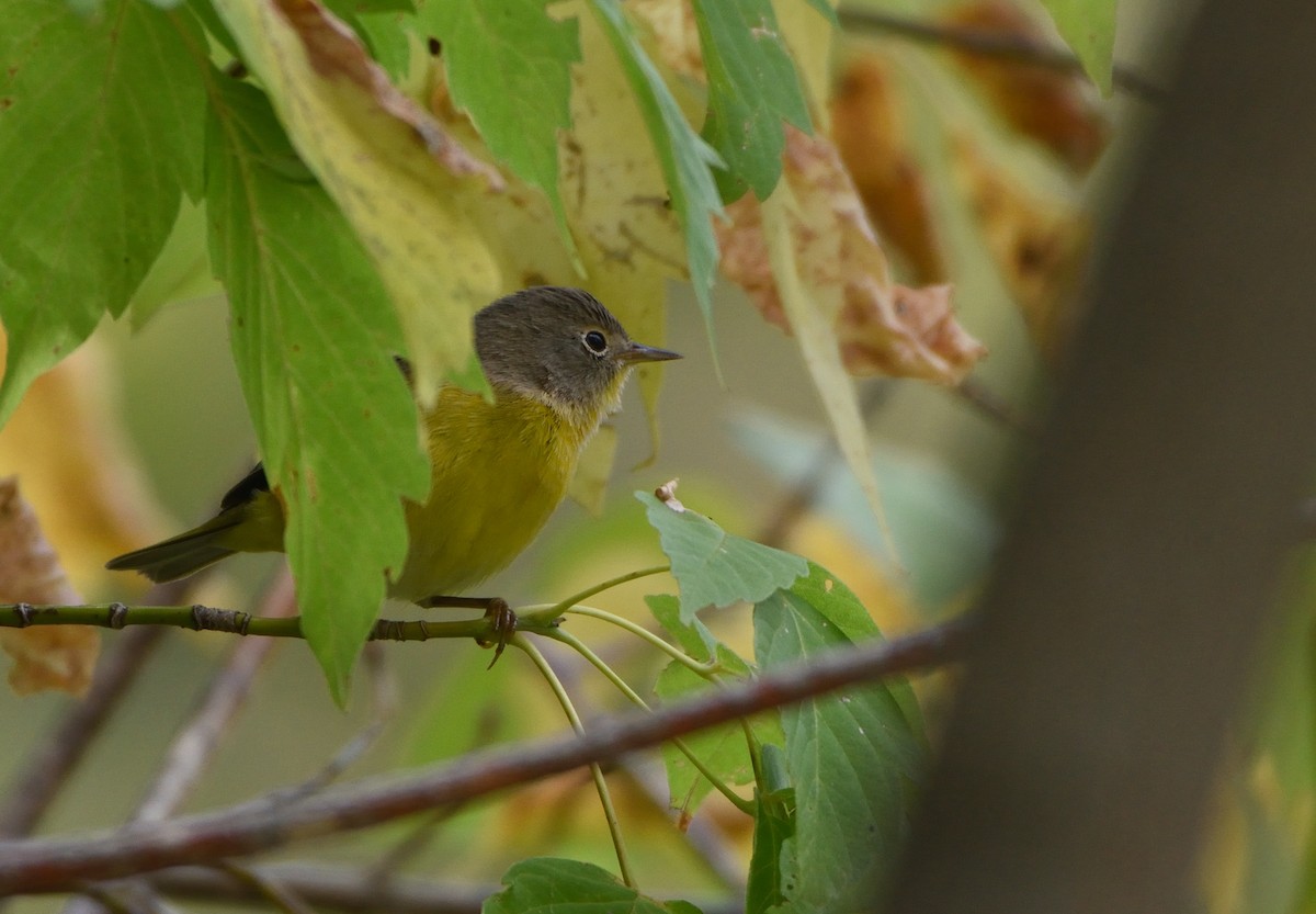 Nashville Warbler - William Vest