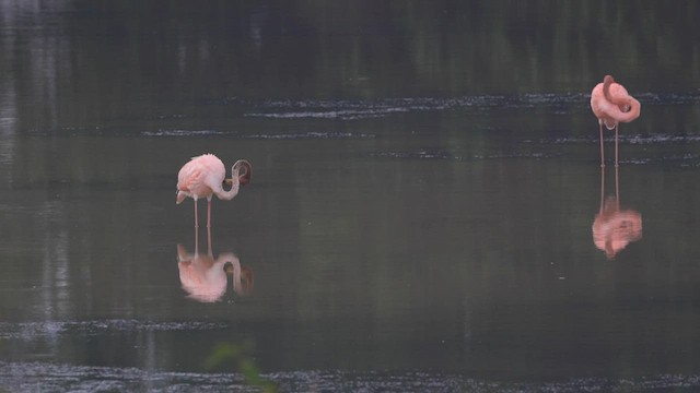 פלמינגו אמריקני - ML608658383