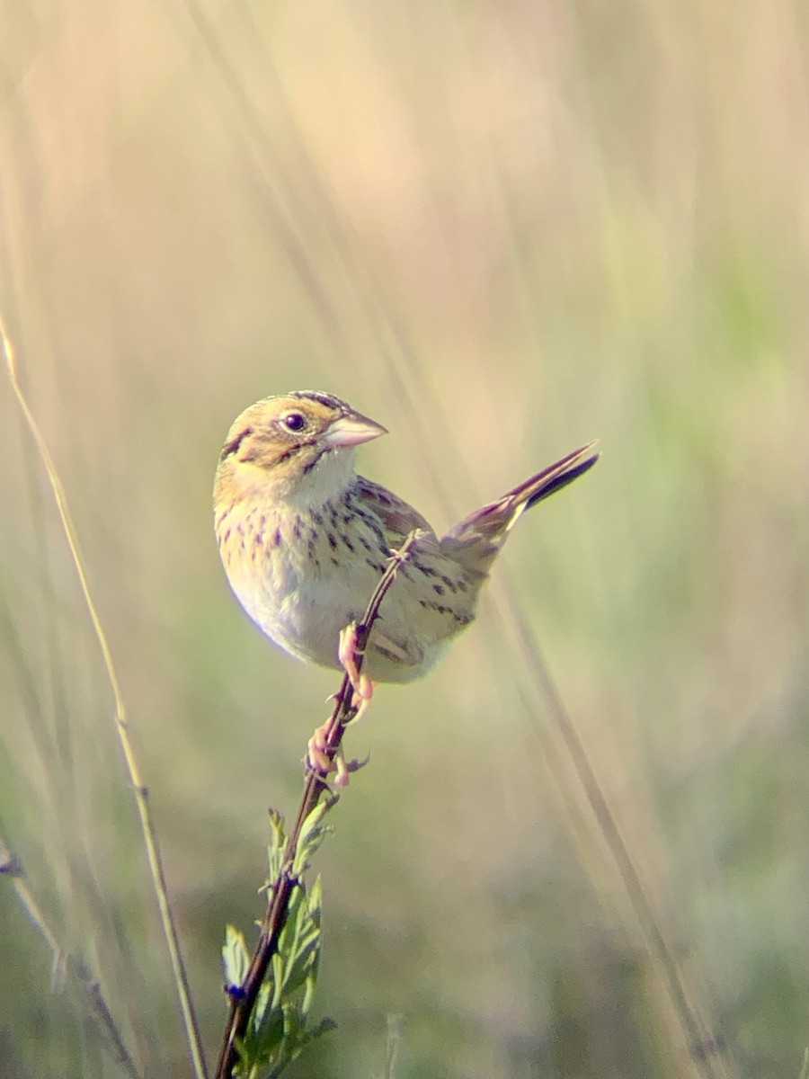 Henslow's Sparrow - Jeremiah Oden