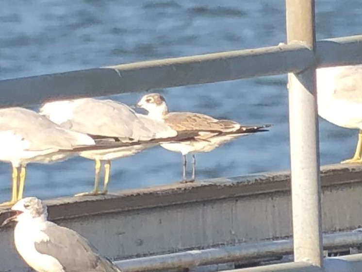 Franklin's Gull - Ruben  Stoll