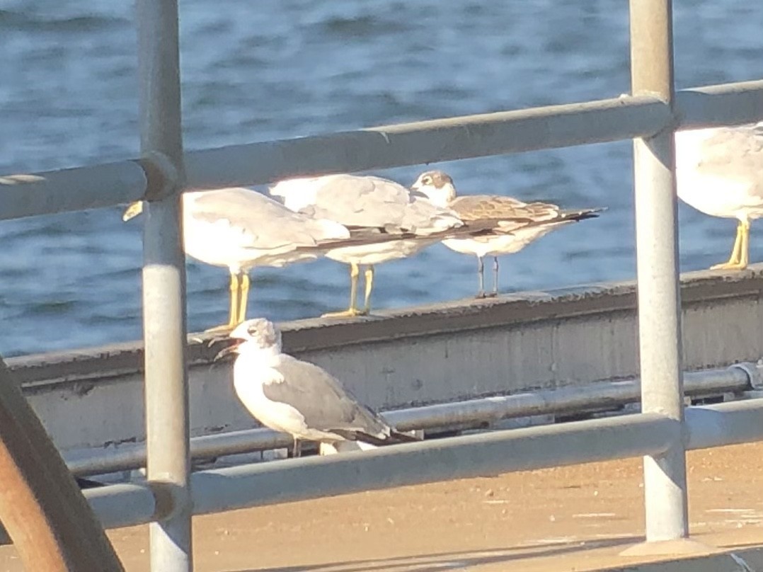 Franklin's Gull - ML608658423