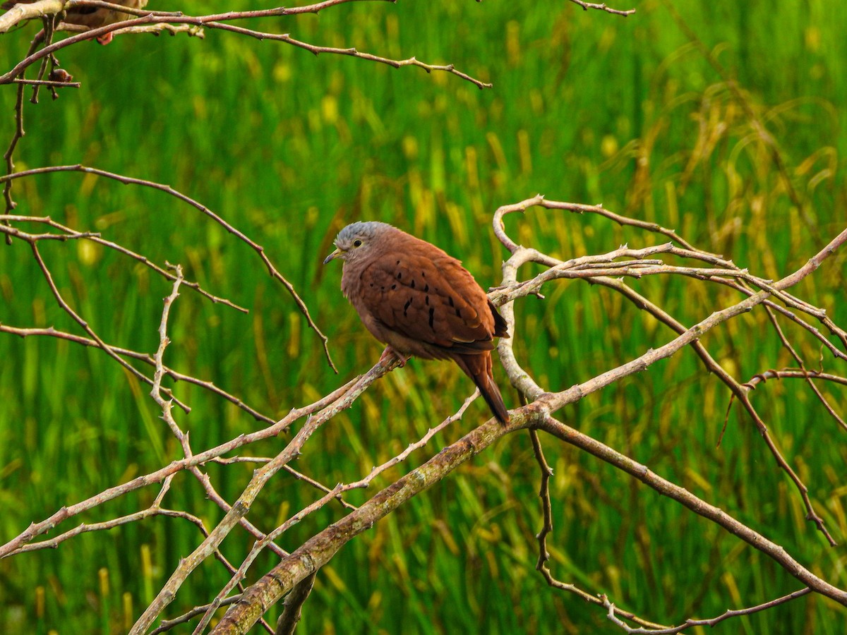 Ruddy Ground Dove - ML608658562