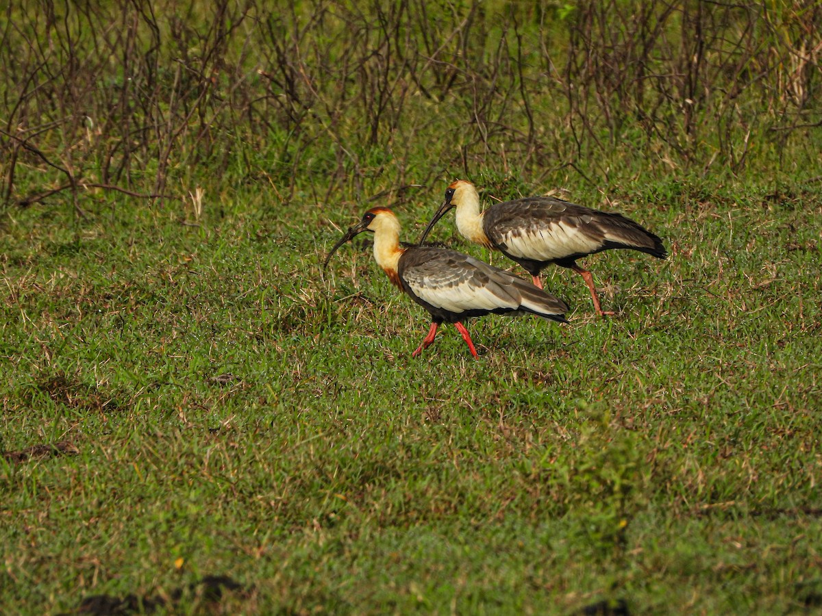 Buff-necked Ibis - ML608658596