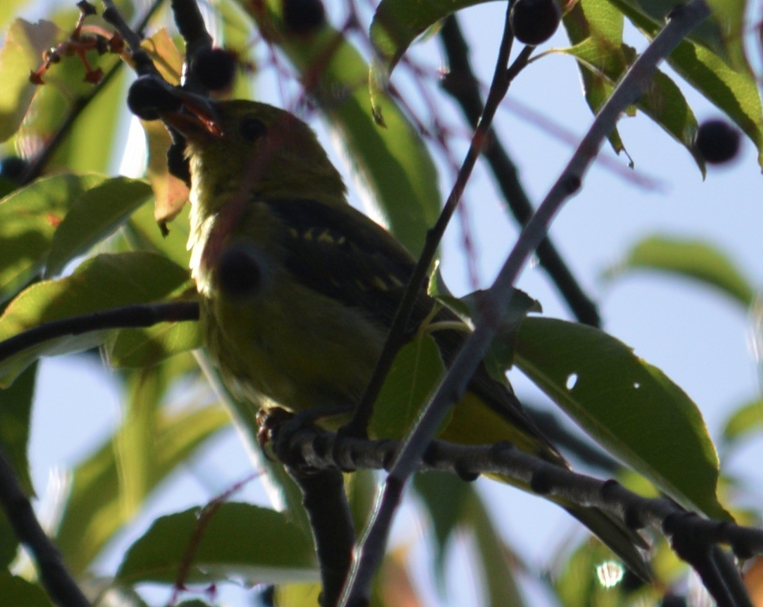 Scarlet Tanager - Anthony Zerafa