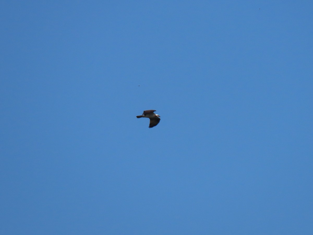 Osprey - ML608658741
